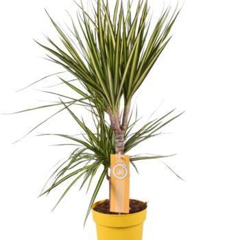 Dracaena Sunray 30-15 MoreLips