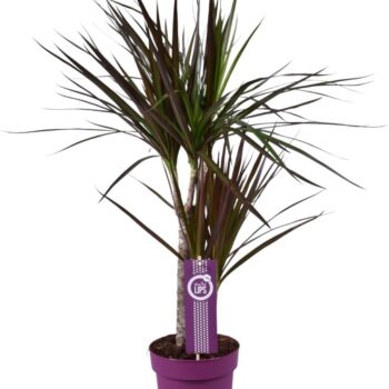 Dracaena Magenta 30-15 MoreLips