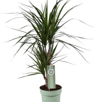 Dracaena Marginata 30-15 MoreLips