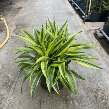 Dracaena lemon line kop 5pp