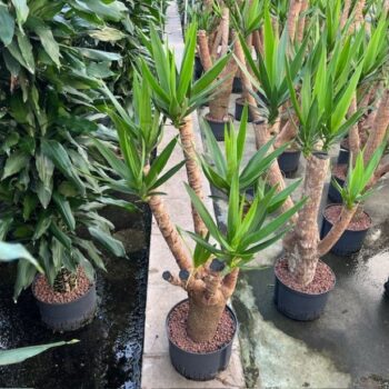 Yucca vertakt 28/19 h120