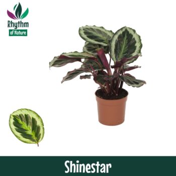 Calathea Shinestar