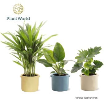 Groenmix Corfu 14 cm in pot Charlotte