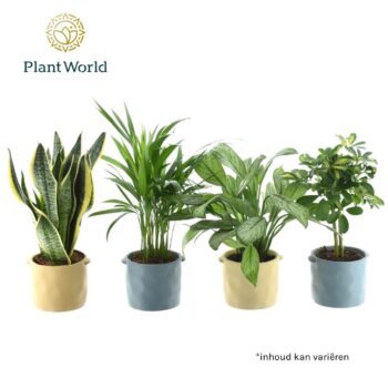 Groenmix Jamaica 14 cm in pot Charlotte