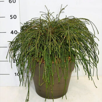 Thuja pl. 'Whipcord'