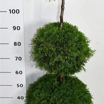 Thuja occ. 'Smaragd'