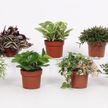 Groen Mix 12cm - Compact