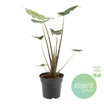 Alocasia zebr. Siberian Tiger