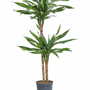 Dracaena fragrans 'Riki' 60-30