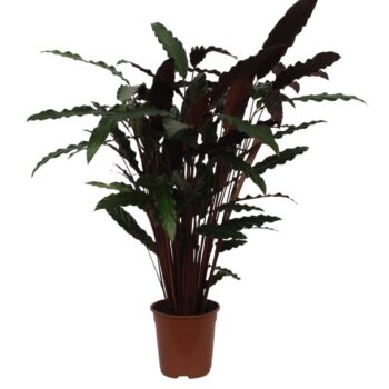 Calathea Wavestar (Rufibarba)