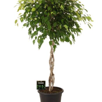 Ficus Exotica