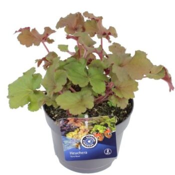 Heuchera Happy Autumn