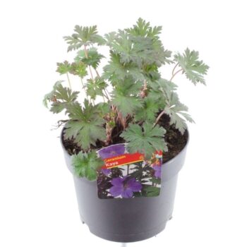 Geranium Maja