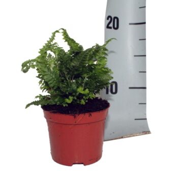 Dryopteris Affinis Crispa 'Congesta' (Winterhard)