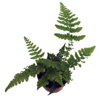 Dryopteris Atrata (Winterhard)
