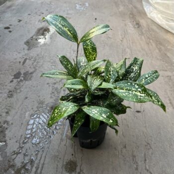 Dracaena godseffiana 13/12 3pp