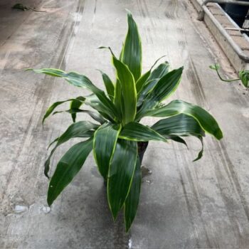 Dracaena aturo kop