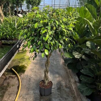 Ficus Benjamina Exotica