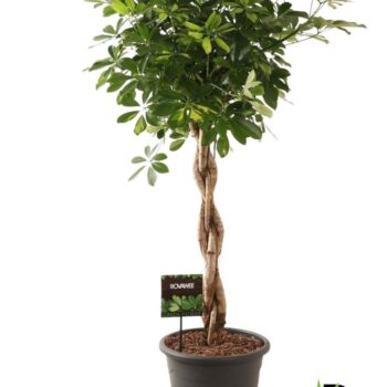 Schefflera Gold Capella