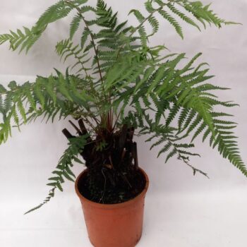 Dicksonia antarctica