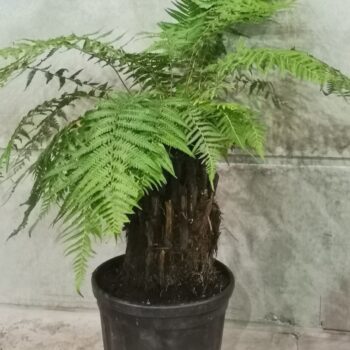 dicksonia antarctica