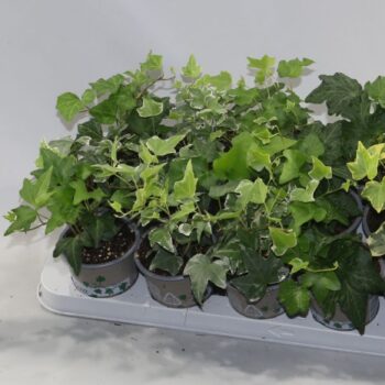 Hedera Bont/Groen 5 Soorten