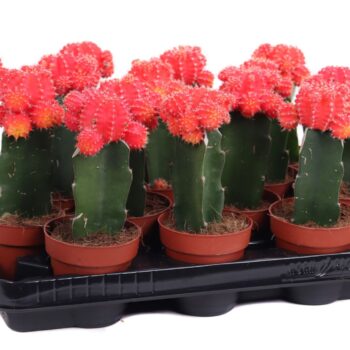 Gymno red-orange geent