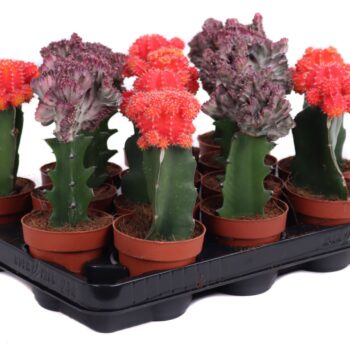 Gymno red-orange & euphorbia lactea geent