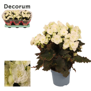 Begonia Joy White 13 cm
