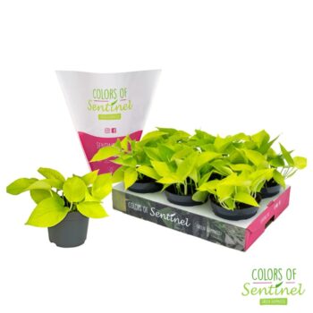 Epipremnum pinnatum Golden Pothos LESS PLASTIC