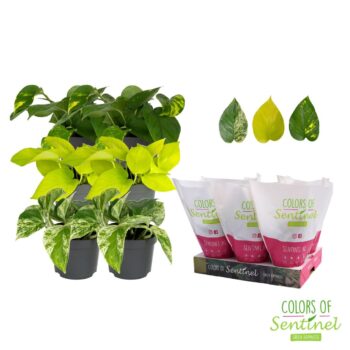 Epipremnum pinnatum gemengd LESS PLASTIC