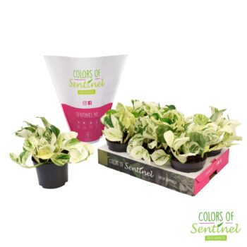 Epipremnum pinnatum Happy Leaf LESS PLASTIC