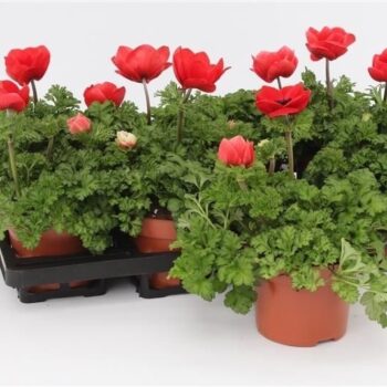 Anemone Harmony Scarlet