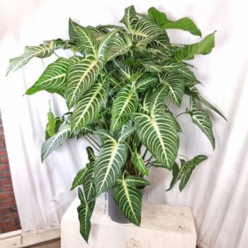 Xanthosoma Lindenii 32cm .