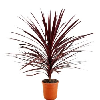 Cordyline australis red star