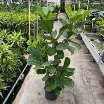 Ficus lyrata vertakt 25/19 h160