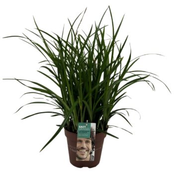 Carex morrowii Irish Green