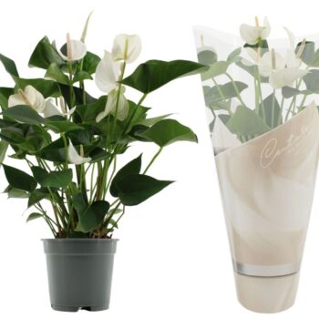 Anthurium White Winner