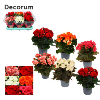 Begonia Gemengd MET WIT zonder geel