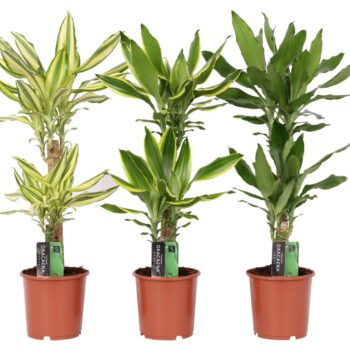 Dracaena 3 color mix, 17 cm pot