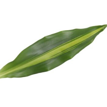 Dracaena Mass Coast, 17 cm pot