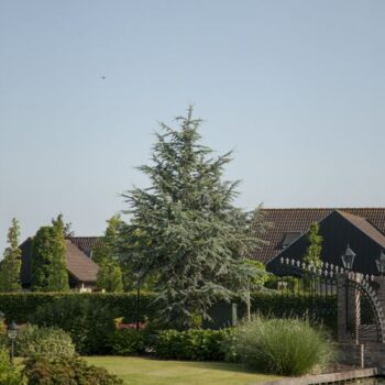 Cedrus libani 'Glauca'