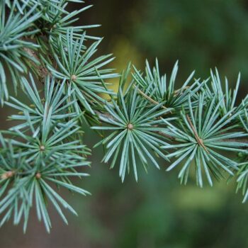Cedrus libani 'Glauca' (zonder etiket)