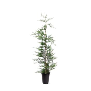 Cupressocyparis leylandii (zonder etiket)