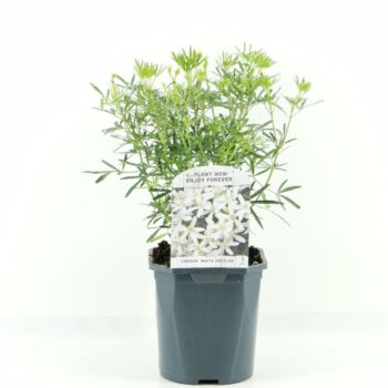 Choisya ternata White Dazzler