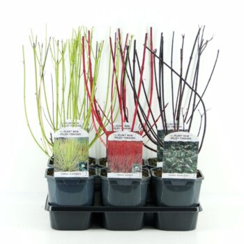 Cornus mix tray 3 soorten