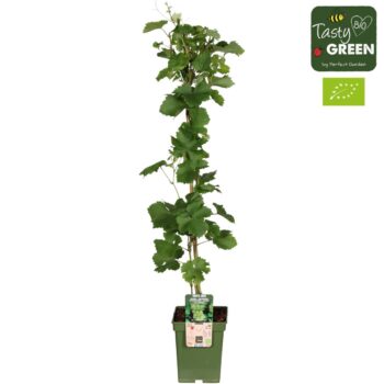 Vitis vinifera 'Lakemount' (geënt) Bio P23