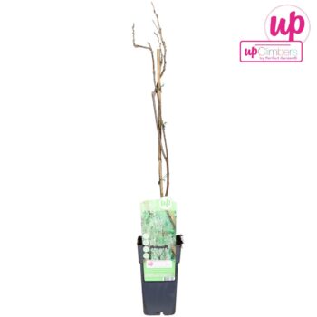 Wisteria macrostachya 'Clara Mack' P15