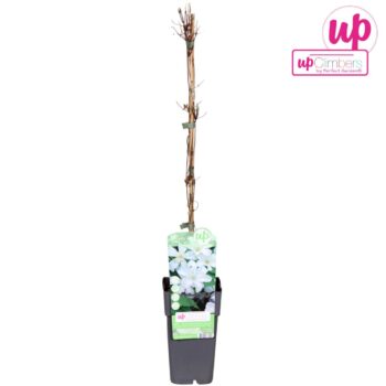 Clematis Huldine P15