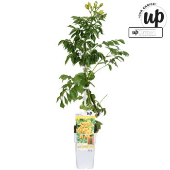 Campsis tagliabuana 'Golden Trumpet' P15